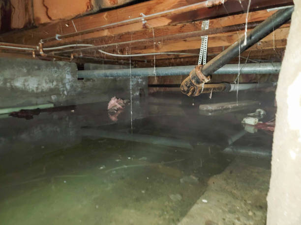 Best Basement water damage restoration  in Durant, IA