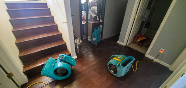 Best Carpet water damage restoration  in Durant, IA