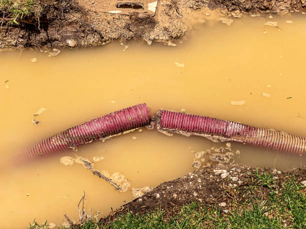 Best Carpet water damage restoration  in Durant, IA